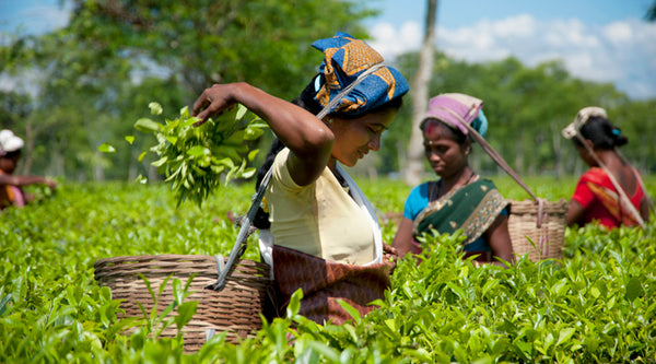 Elevate Your Tea Experience with Goodwyn Tea: India's Finest Premium Tea and Perfect Corporate Gifting Solution
