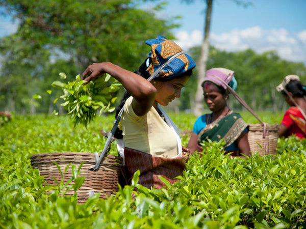Elevate Your Tea Experience with Goodwyn Tea: India's Finest Premium Tea and Perfect Corporate Gifting Solution
